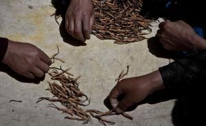 中国科学报：冬虫夏草被神化，巨大利益引发商家过度解读疗效