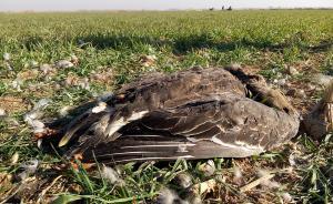 瀕危鳥類大鴇棲息地遭投毒，志愿者現(xiàn)場(chǎng)清理毒餌超1公斤 