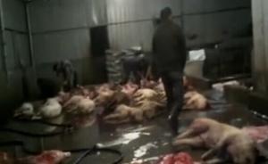 江西病豬販子：“有錢就擺得平”，紀(jì)委介入農(nóng)業(yè)部派督導(dǎo)組