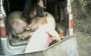 公安部命7地警方偵查“江西病死豬入市案”，已有12人被抓