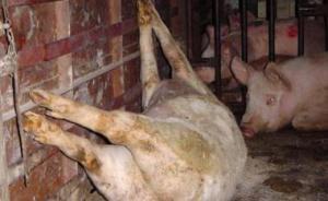 江西高安病死豬肉事件續(xù)：8名官員被免職