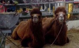 河南一飯店叫賣駱駝肉駱駝?lì)^，畜牧局稱缺乏檢疫條例監(jiān)管難