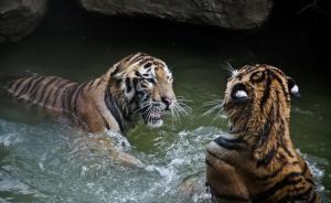 2014年中國(guó)反腐觀察之二|畫虎