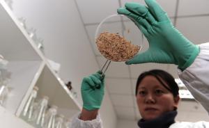 转基因水稻和玉米重获安全证书，农业部称不意味着加快推广