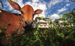 市政廳|推進(jìn)新型城鎮(zhèn)化實踐的幾個要點