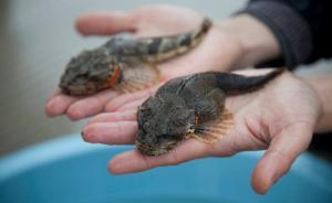 訪談︱王建革：松江鱸魚早變味，江南不再是“水鄉(xiāng)”