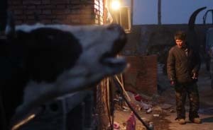 被逆轉(zhuǎn)的中國奶農(nóng)面臨寒冬，官員直言：鮮奶沒有一絲競價能力