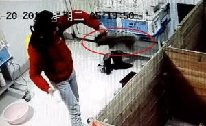 新生華南虎寶寶在南昌動物園遭暴力摔打，園方稱已開除飼養(yǎng)員