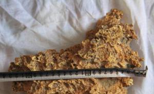 多部門調(diào)查新疆狗頭金事件，是否應(yīng)上繳國家學(xué)者意見不一