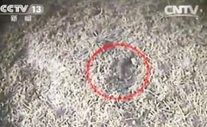 河南禹州中药被曝造假成风含垃圾和动物粪便，当地启动问责