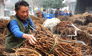 《舌尖》上的誤區(qū)：土壤有毒，純天然食材有風(fēng)險