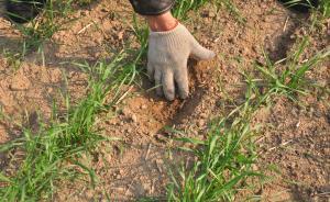 農(nóng)產(chǎn)品超標來自土壤污染？這10方面說明沒那么簡單