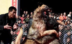 外媒关注山西元宵斗狗：画面血腥残忍，组织者称是必要娱乐