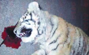 平度坠亡老虎系人大代表非法饲养，仅被罚三千元引质疑