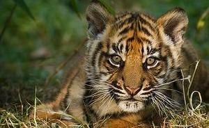 美國專家怎么看中國的腐?。焊瘮∈?980年代才開始加劇的