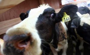 新西兰婴幼儿奶粉遭投毒威胁，中国急令经销商售前逐罐查包装