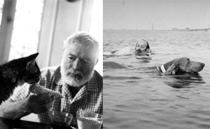 爱猫还是爱狗？那些著名作家的相对癖好