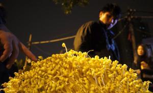 203份“毒豆芽”案判決解析：法律適用混亂，存在重大疑點(diǎn)