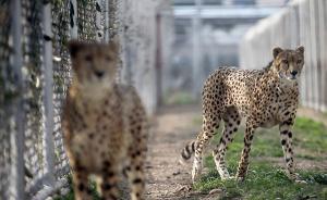 女馴獸師與她的“猛獸朋友”：那次，它從我身后撲上來