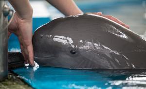 拯救“微笑天使”：8頭鄱陽湖健康江豚已搬到湖北兩處保護(hù)區(qū)