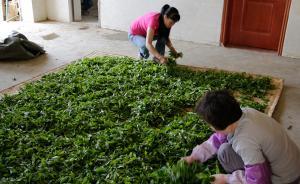云南普洱古樹茶因反腐跳價30%，乘直升機搶茶的客人沒了