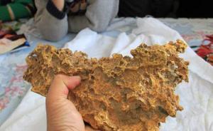 新疆最大狗頭金下落不明，官方：牧民持有，已無保護必要