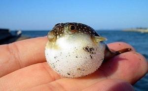 【睡前閱讀】河鲀頌