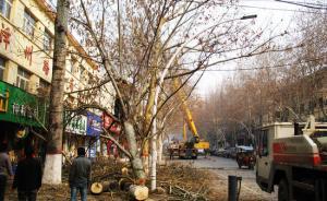 山西晉城道路改造砍樹(shù)引發(fā)市民不滿，政府部門(mén)反思公示走過(guò)場(chǎng)