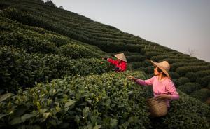 气温骤降致西湖龙井明前茶减产，专家称雨前茶或将大量上市