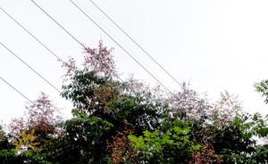 湖南株洲輸電線下村民種“搖錢樹”：“就等線路主人來補償”