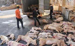福建病死豬肉案：38人被判刑，9名監(jiān)管部門干部被追責(zé)