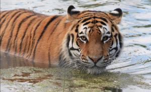 三个学术民工：东北怎么了