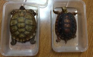 100余只寵物龜失竊，“烏龜大盜”留言“有本事報警抓我”