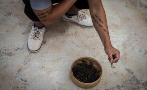 浑浊的“老班章”：最贵普洱茶年产量官民统计相差50吨