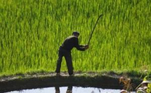 市政廳沙龍|紅米的自述：如何讓傳統(tǒng)反哺村莊