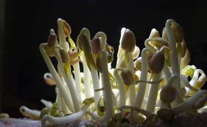 贛州發(fā)文要求嚴(yán)辦豆芽案，芽農(nóng)剛被警方解除取保又收天價(jià)罰單