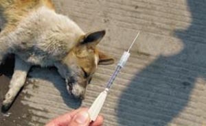 毒針捕犬不慎誤殺見義勇為勸阻路人，捕狗人被判賠110萬元