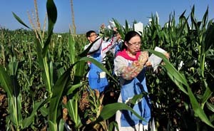 轉(zhuǎn)基因生物有違規(guī)擴(kuò)散，農(nóng)業(yè)部時(shí)隔5年再發(fā)文要求嚴(yán)管