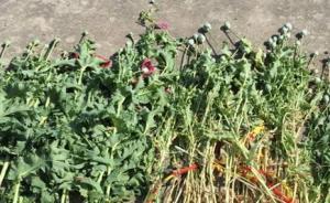 上海鏟除非法種植罌粟184株，外來人員為治病偷栽被處罰