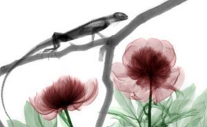 “X射線”真是耶穌之光嗎？