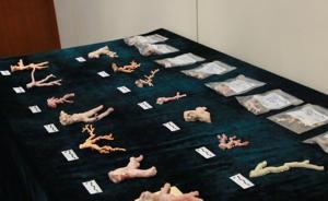 中國海警連破特大獵捕紅珊瑚案，屬國家一級保護動物瀕臨滅絕