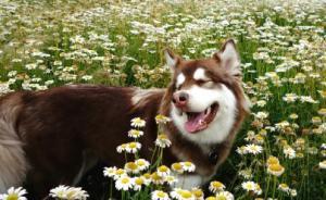 洋跟帖|王思聰給狗戴兩只蘋果手表，看外國網友如何瘋狂吐槽