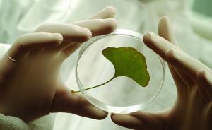 注意了！“非法銀杏葉事件”擴散，海王生物緊急召回產(chǎn)品