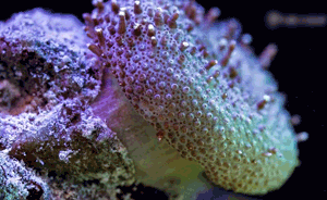 世界海洋日：如此驚艷的海底“慢生活”，有一天可能就沒了