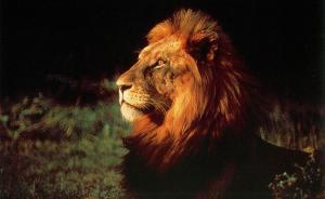 杭州以“獅子”治吏：打造“獅子型”班子，干部要敢于擔(dān)當(dāng)