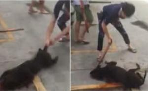 汕頭血腥斗狗：斗敗犬遭主人當(dāng)場(chǎng)摔死，寵物店迫于壓力已結(jié)業(yè)