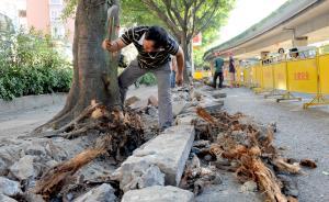 黨媒：令計(jì)劃背后依附著兄弟妻子弟媳一堆人，拔出蘿卜帶出泥