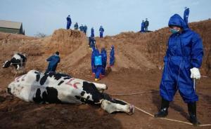 現(xiàn)代牧業(yè)“病牛門(mén)”案一審，四被告人被控生產(chǎn)銷售偽劣產(chǎn)品