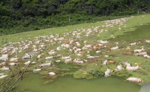 廣西1.7萬(wàn)頭死豬浸泡七天，舟橋部隊(duì)運(yùn)送挖掘機(jī)增援打撈