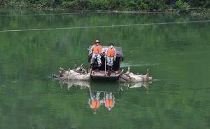 廣西千人處理“萬(wàn)頭死豬”：周邊飲水未受影響，病死豬未入市